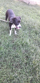 Cagnolina di un anno