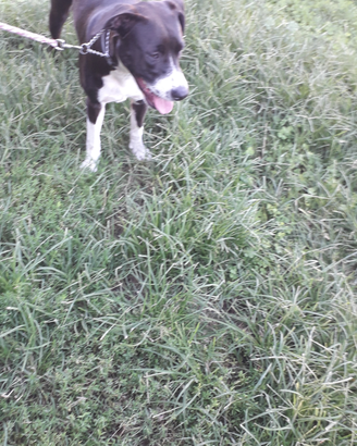 Cagnolina di un anno