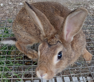 Conigli selvatici