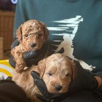 Barboncino toy disponibile 1 maschio e 1 femmina