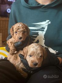 Barboncino toy disponibile 1 maschio e 1 femmina