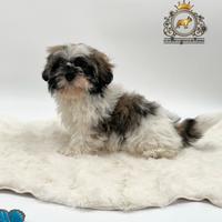 Cucciola shih Tzu
