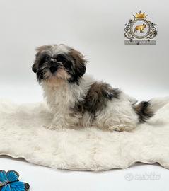 Cucciola shih Tzu