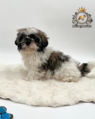 Cucciola shih Tzu