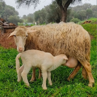 Pecore e capre
