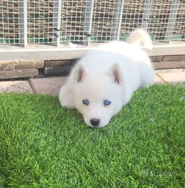 Cuccioli di husky