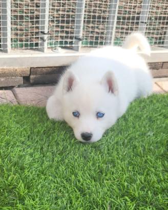 Cuccioli di husky