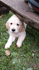 Cuccioli Golden ANGLO AMERICANI