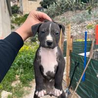 Pitbull