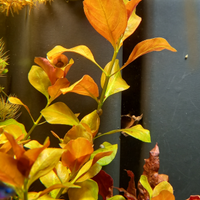 Ludwigia repens pianta per acquario