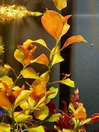 Ludwigia repens pianta per acquario