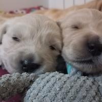 Golden Retriever con pedigree