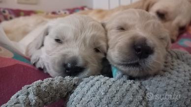 Golden Retriever con pedigree