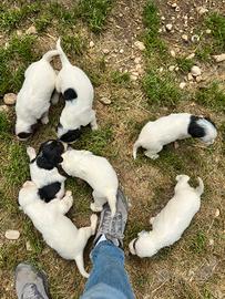 Cuccioli Setter inglese