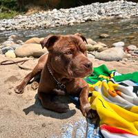 Pit bull maschio per accoppiamento ?