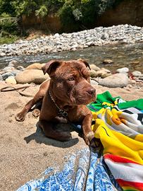 Pit bull maschio per accoppiamento ?