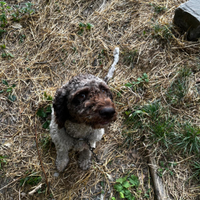 Lagotto Romagnolo con Pedigree cane da tartufo
