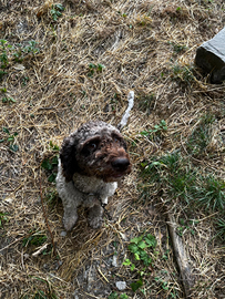 Lagotto Romagnolo con Pedigree cane da tartufo