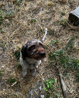 Lagotto Romagnolo con Pedigree cane da tartufo