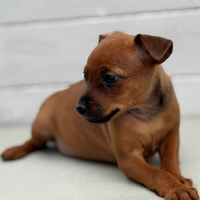 Pinscher