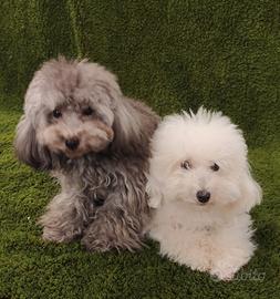 Barboncino 24 cm con pedigree ENCI