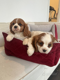 Cavalier king