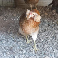 Galline Araucana e legbar