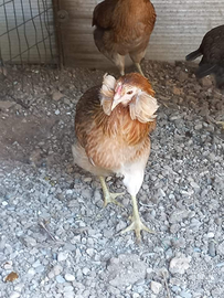 Galline Araucana e legbar