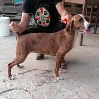 Segugio maremmano femmina