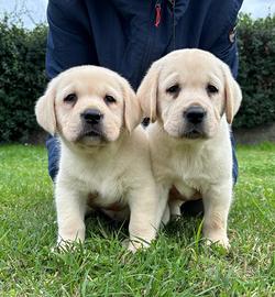 Cuccioli Labrador