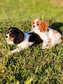Cavalier King