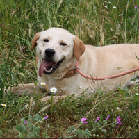 Stupendo cucciolo simil labrador