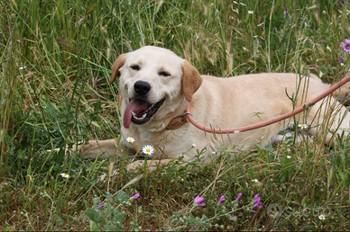 Stupendo cucciolo simil labrador
