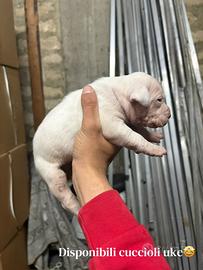 Pit bull ukc