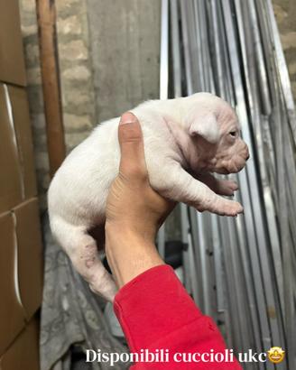 Pit bull ukc