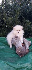 Spitz Volpino di Pomerania nano cucciola