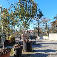 albero di oleandro antica varieta'