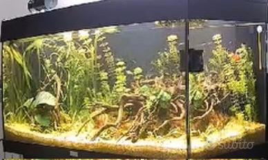 Juwel acquario 180 litri