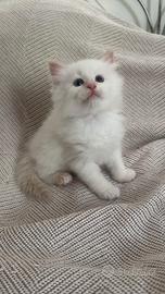 Gatti siberiani anallergici a parma