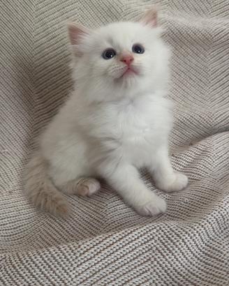 Gatti siberiani anallergici a parma