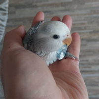 Inseparabili allevati a mano