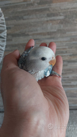 Inseparabili allevati a mano