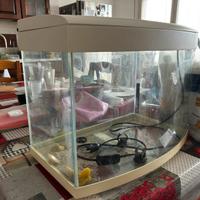 Acquario Ottavi Flipper
