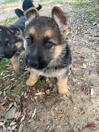 Cuccioli pastore tedesco