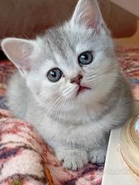 Cucciole di scottish