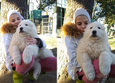 Cuccioli Pastori Maremmani Abruzzesi