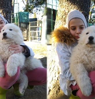 Cuccioli Pastori Maremmani Abruzzesi