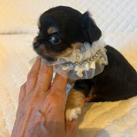 Cucciolo di Chihuahua pedigree Enci