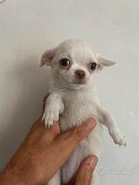 Chihuahua pelo corto di 3 mesi1 maschio e due femm