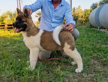 Akita americano cucciolo